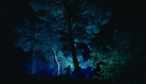 Referentiebeeld: blauw verlichte bomen