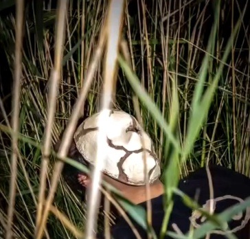 Referentiebeeld: masker tussen het riet